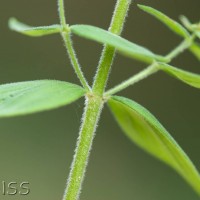 Hairy St John's-wort